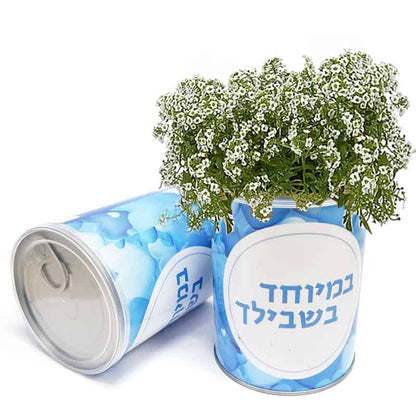 צמח בפחית – במיוחד בשבילך