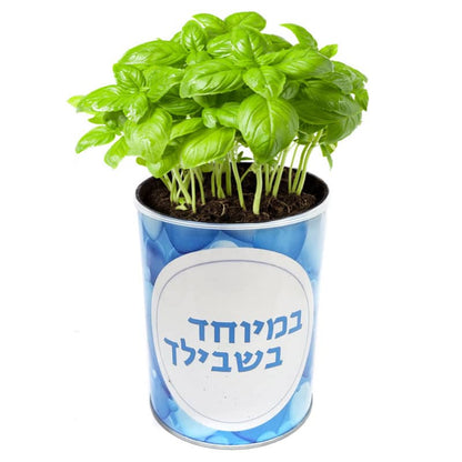 צמח בפחית – במיוחד בשבילך